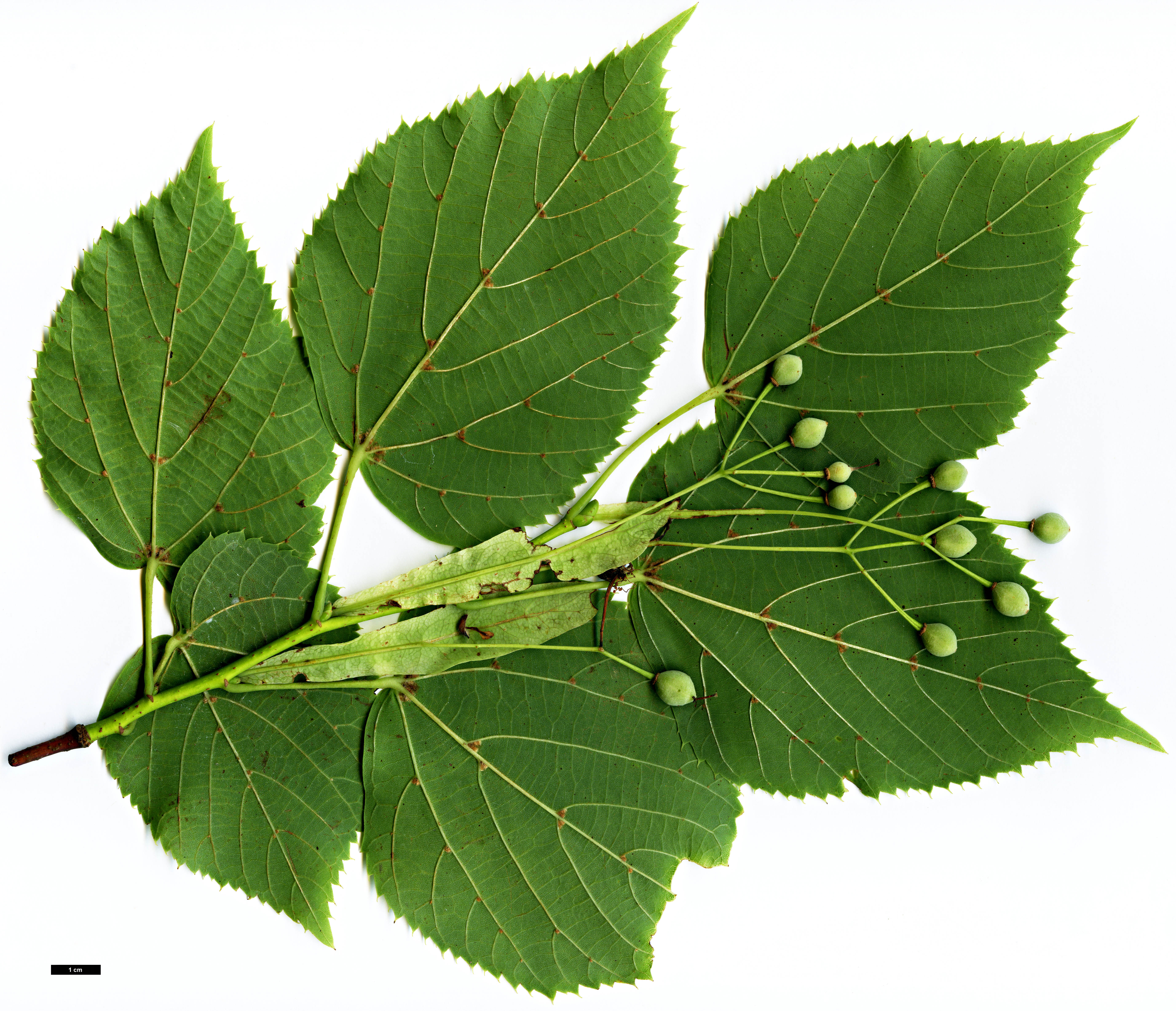 High resolution image: Family: Malvaceae - Genus: Tilia - Taxon: dasystyla - SpeciesSub: subsp. caucasica